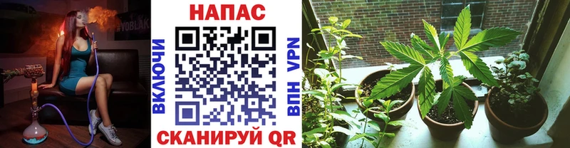 ОМГ ОМГ как войти Яровое Каннабис семена наркотики
